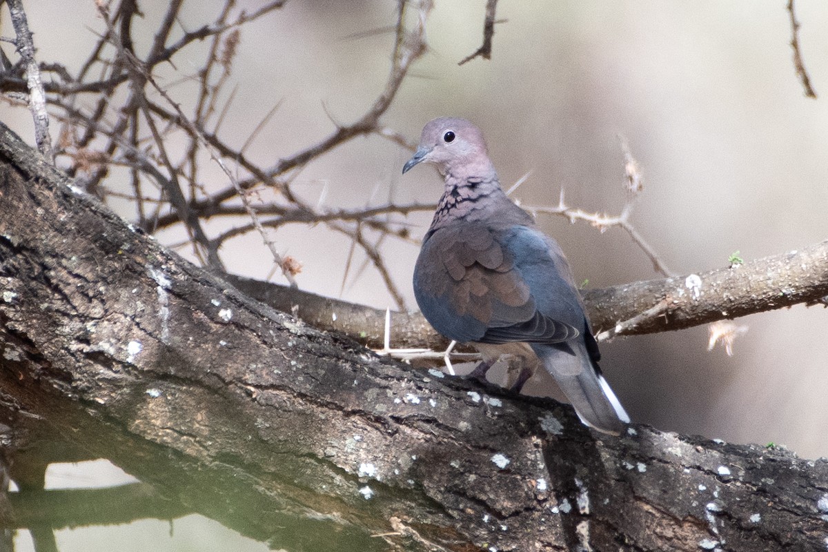 Laughing Dove - ML550359131