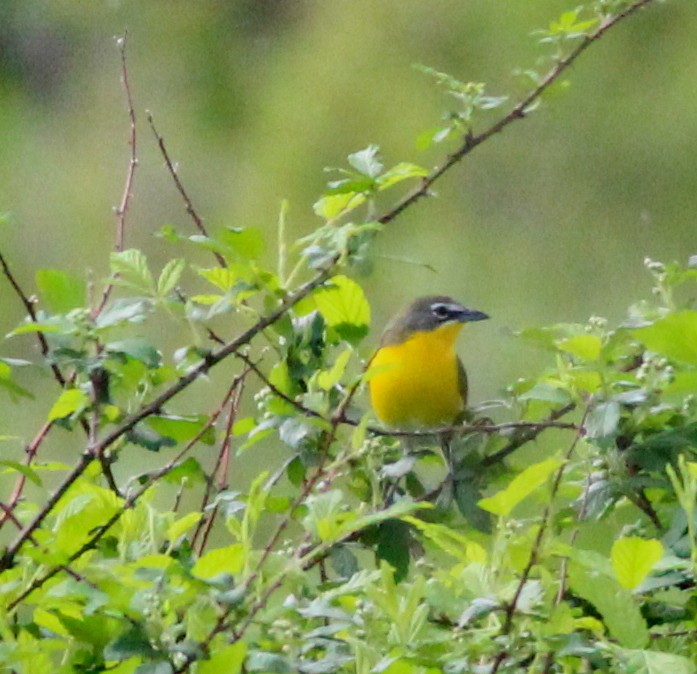 Yellow-breasted Chat - ML55035921