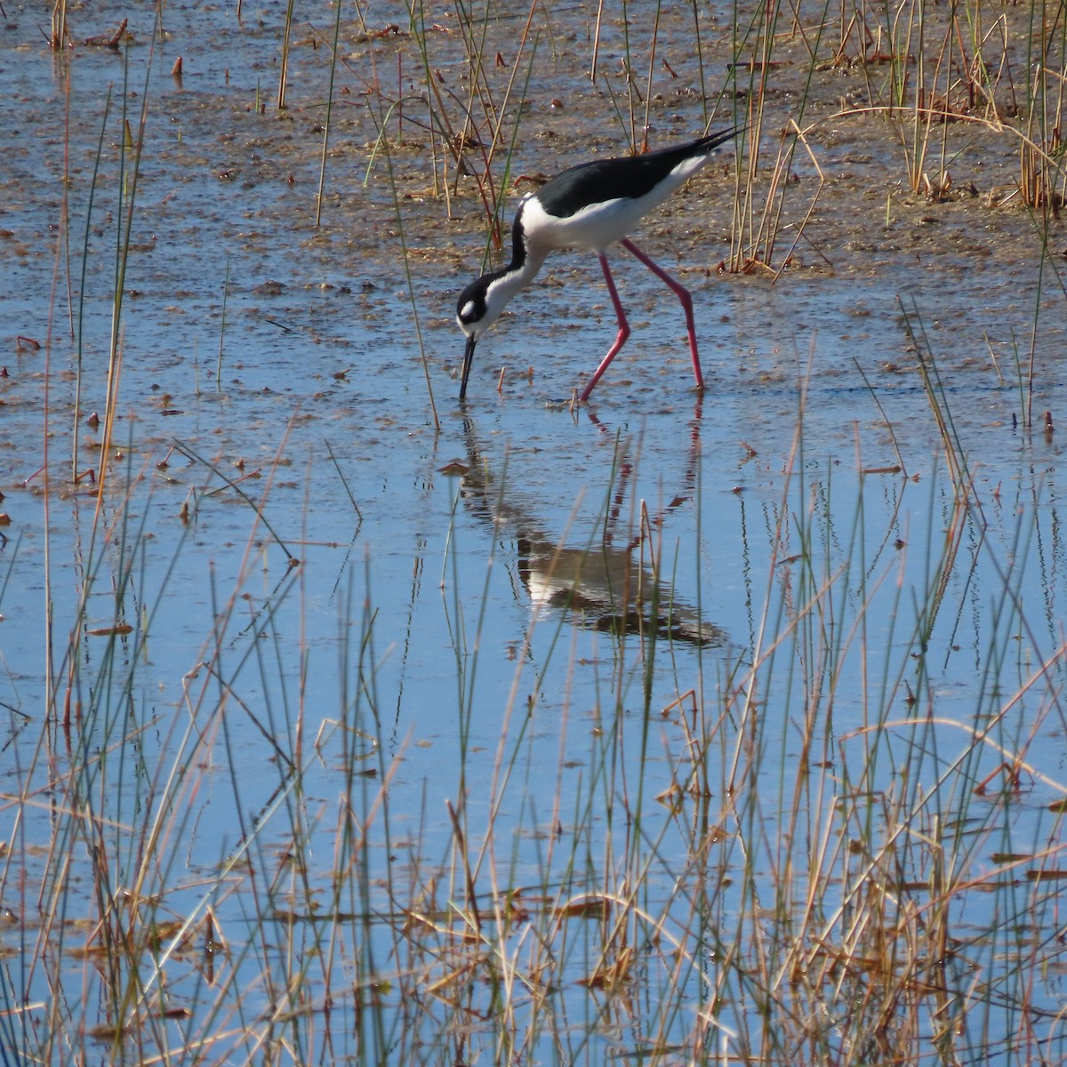 Black-necked Stilt - ML550359711