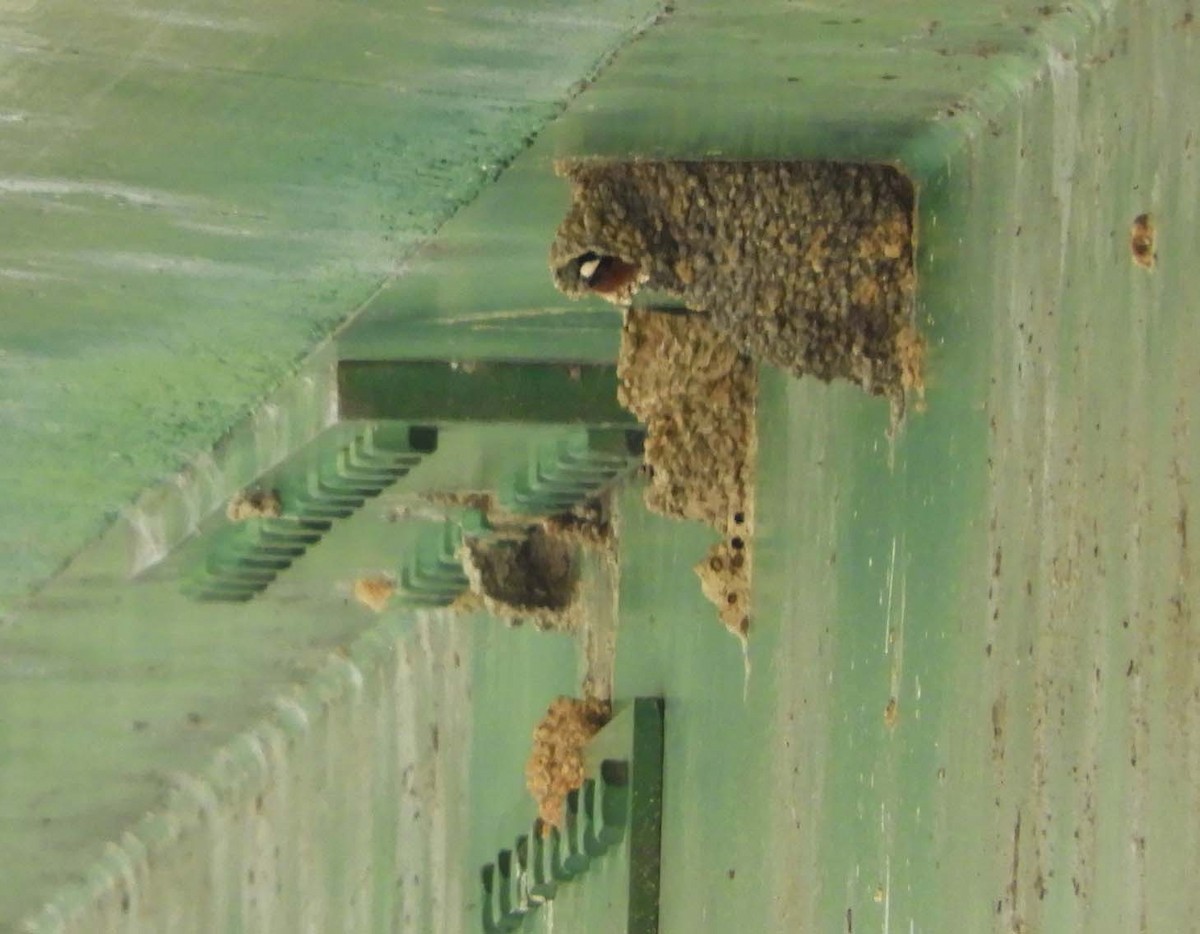 Cliff Swallow - ML550360101