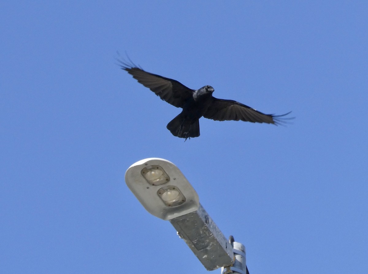 Fish Crow - ML550360221