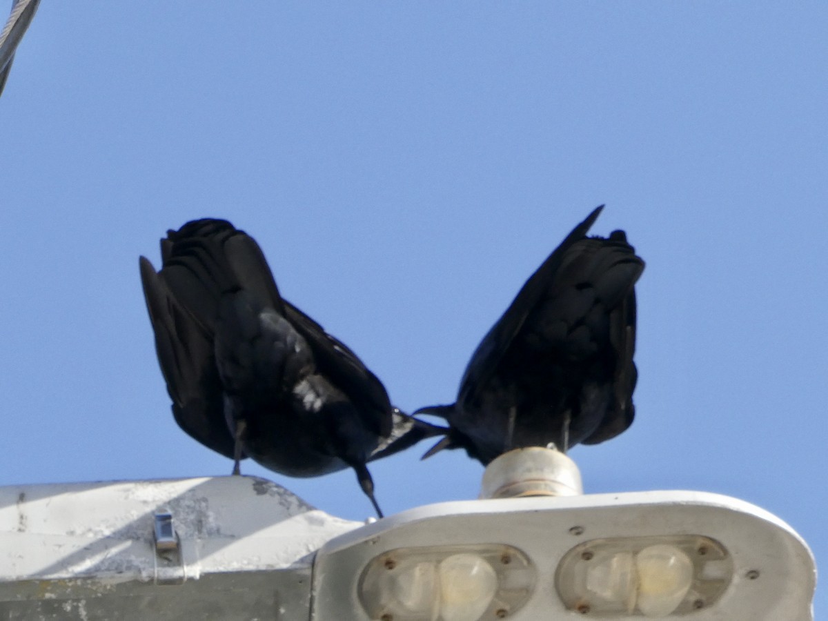 Fish Crow - ML550360231