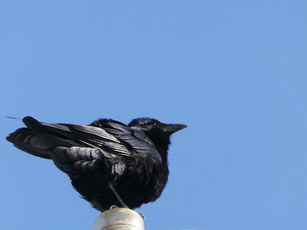 Fish Crow - ML550360241