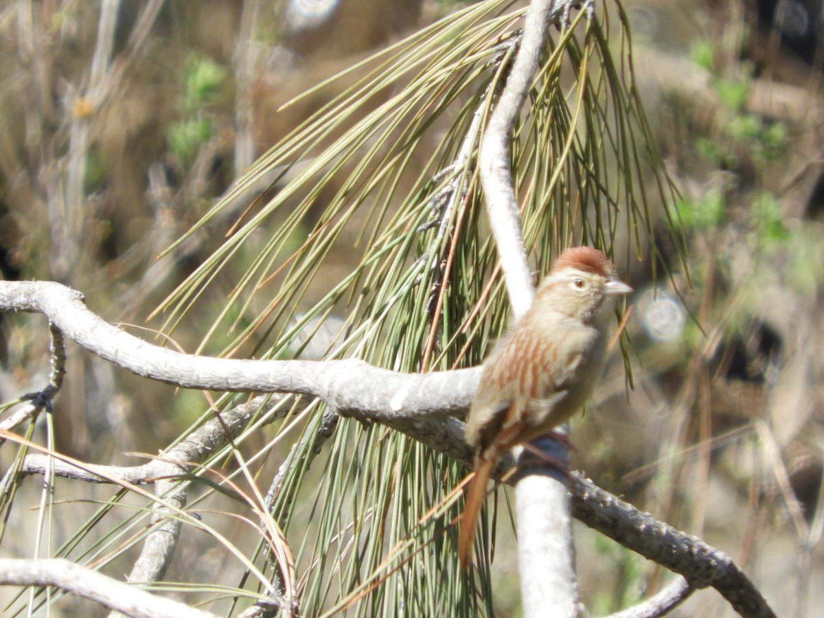 Rufous-crowned Sparrow - ML550360281