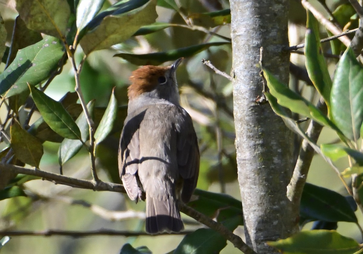 Eurasian Blackcap - ML550360671