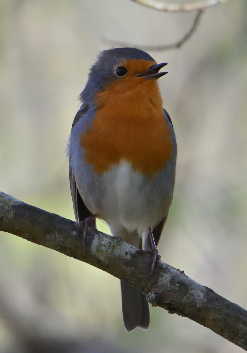 European Robin - ML550361951