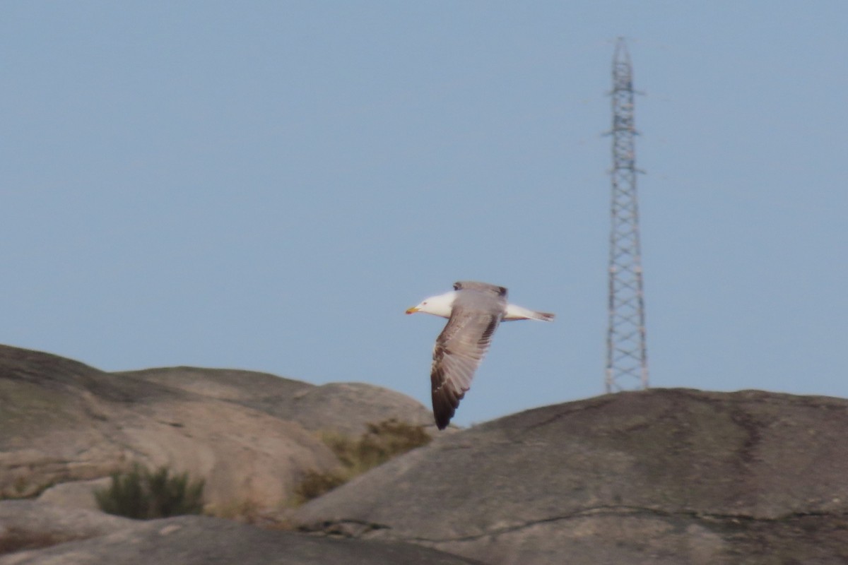 Yellow-legged Gull - ML550362571