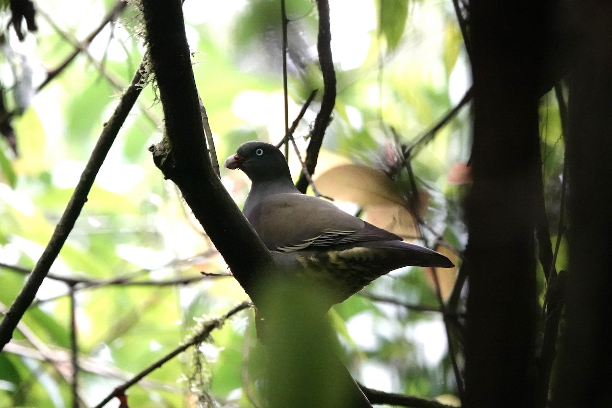 Sao Tome Green-Pigeon - ML550362731