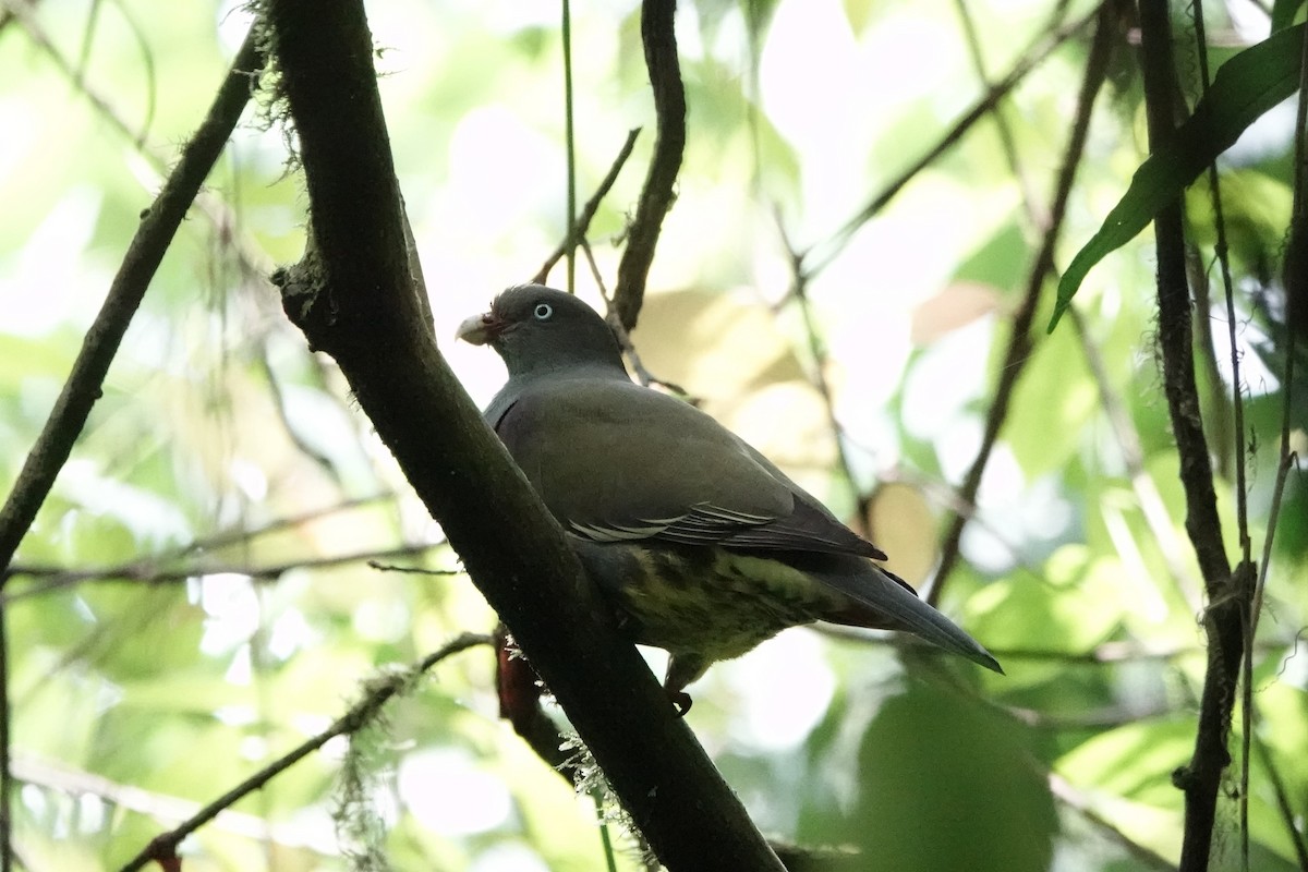 Sao Tome Green-Pigeon - ML550362751