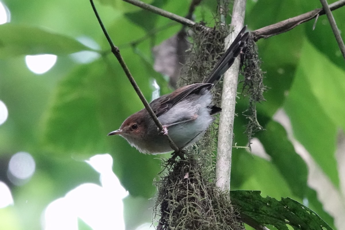 Prinia de Santo Tomé - ML550362771