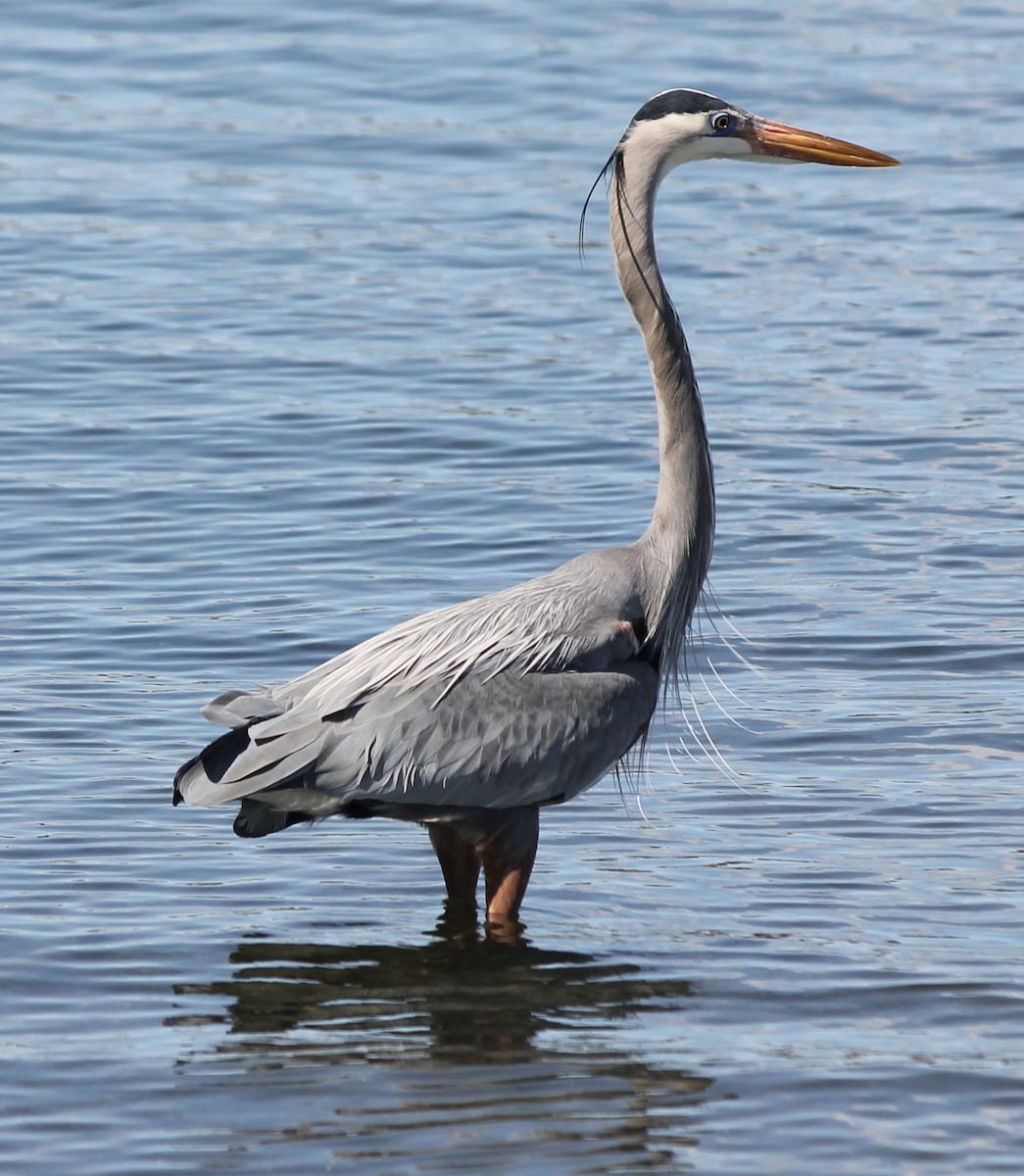 Great Blue Heron - ML550363051