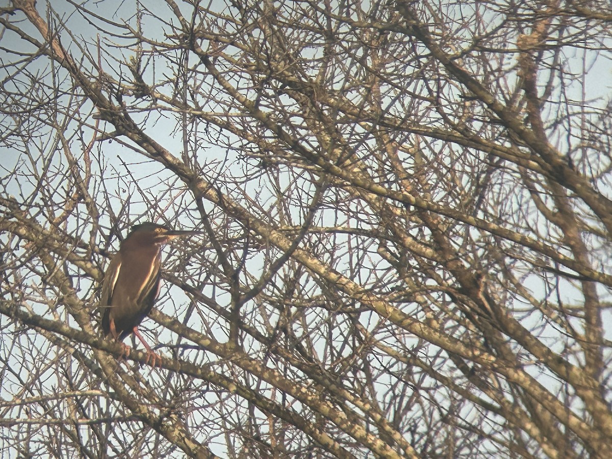 Green Heron - ML550364941