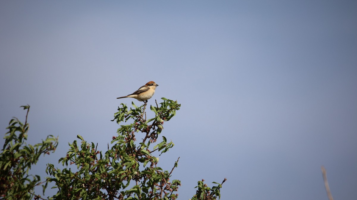 Woodchat Shrike - ML550365141