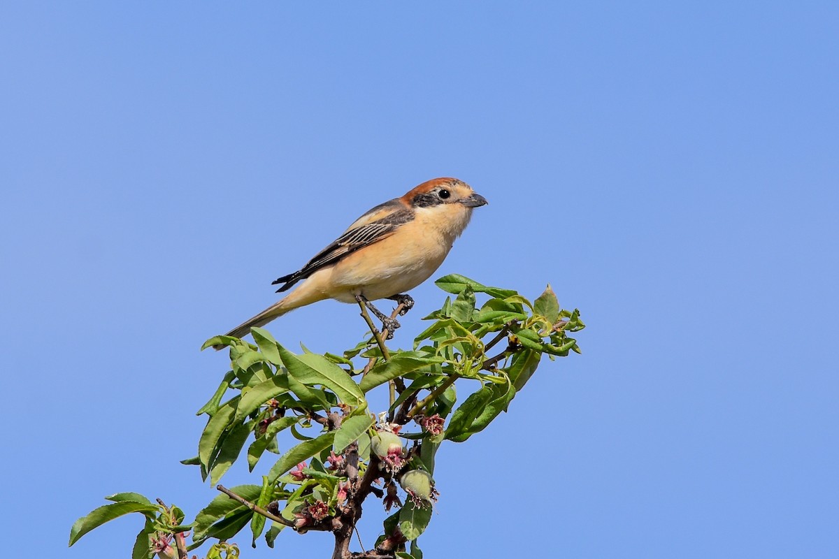 Woodchat Shrike - ML550367121