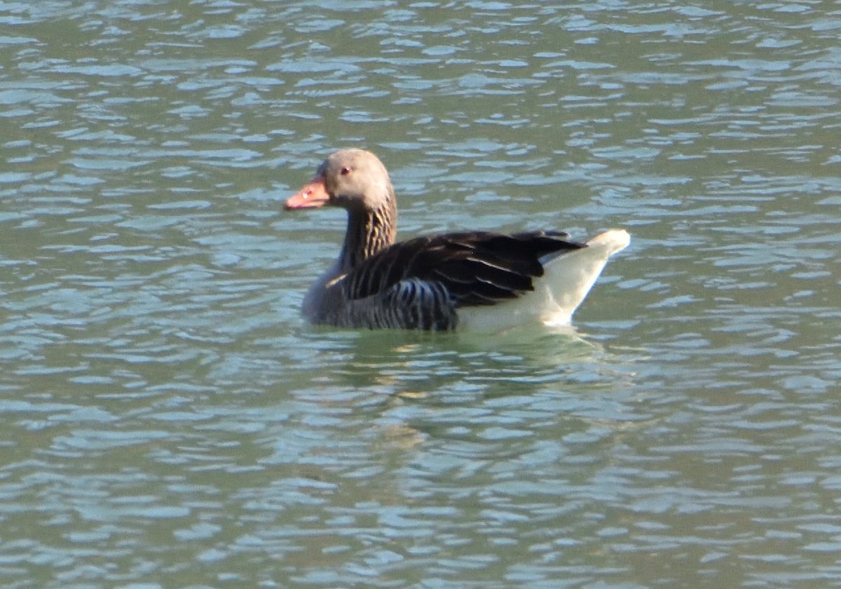 Graylag Goose - ML550367721