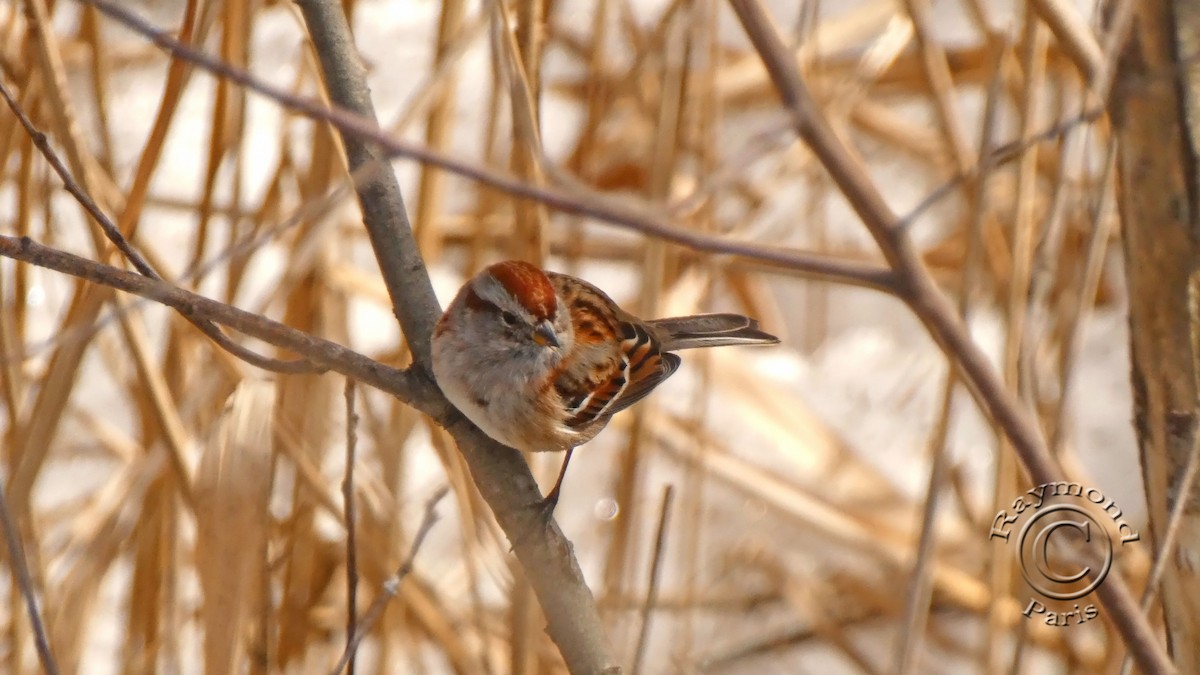 American Tree Sparrow - Raymond Paris