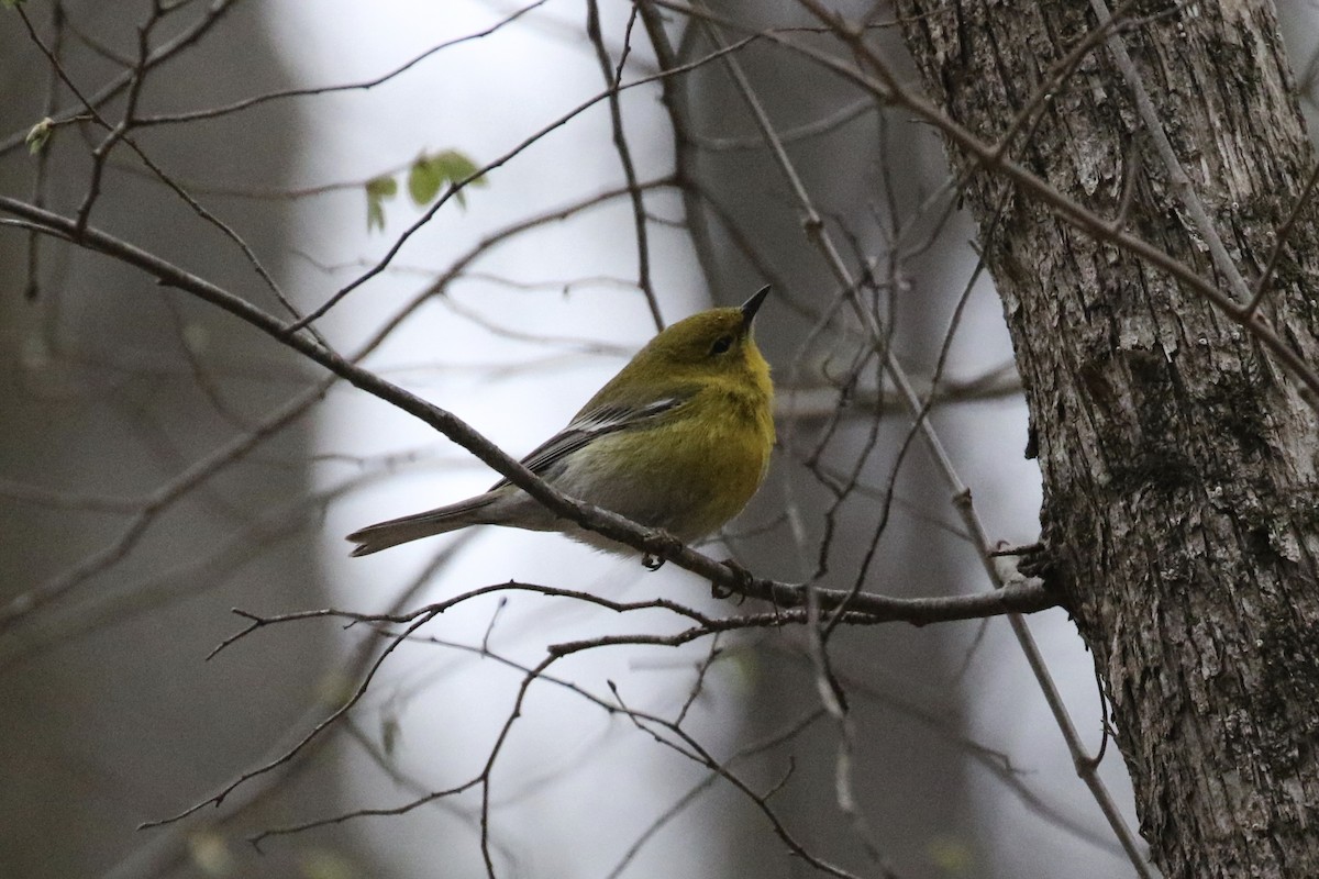 Pine Warbler - ML550368401