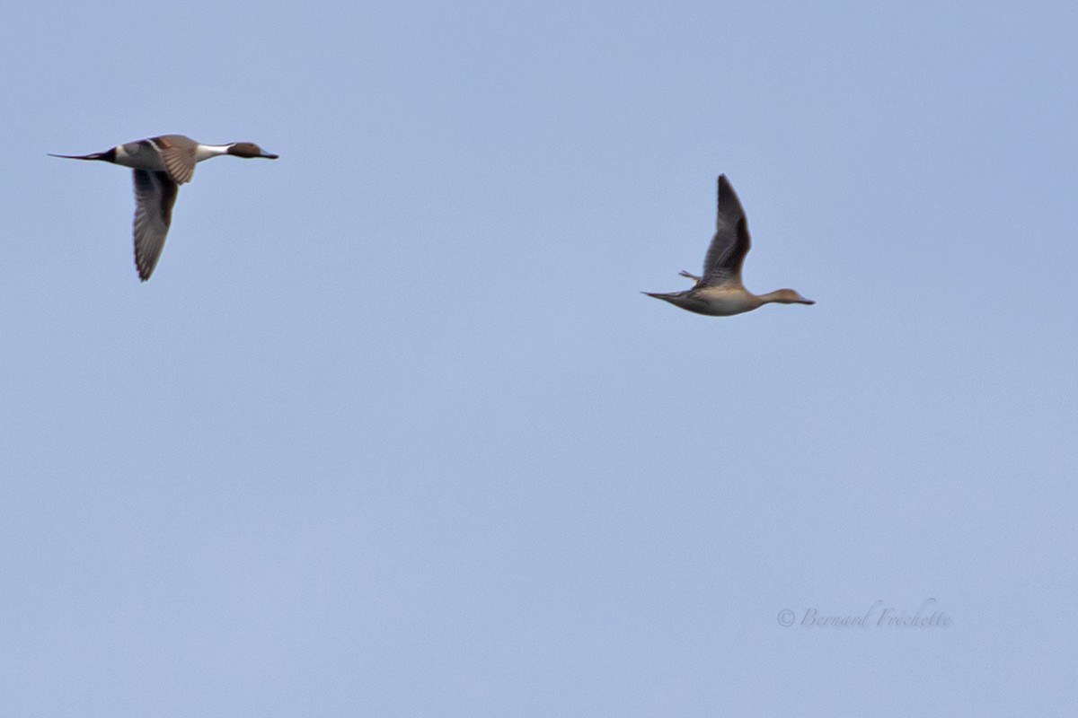 Northern Pintail - Bernard Fréchette