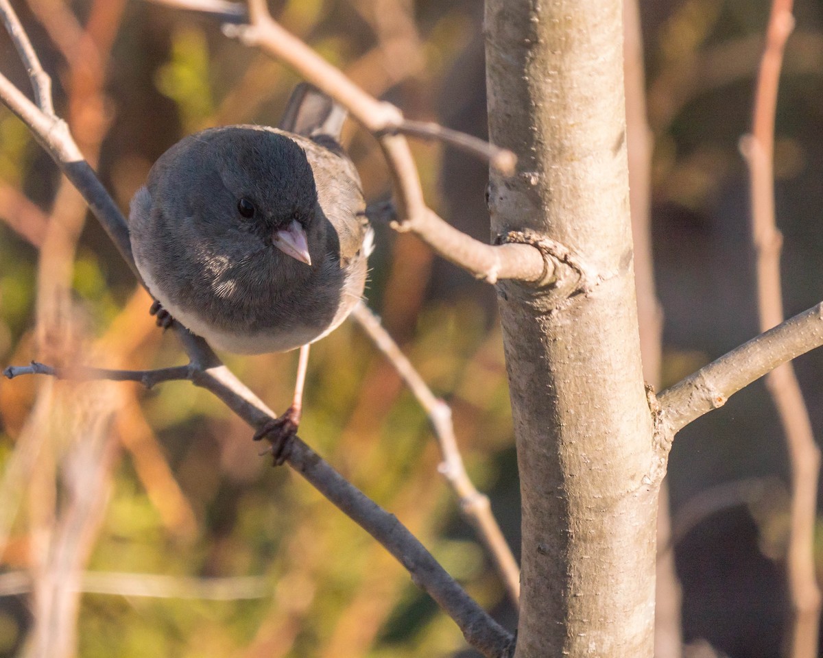 Dark-eyed Junco - ML55036871