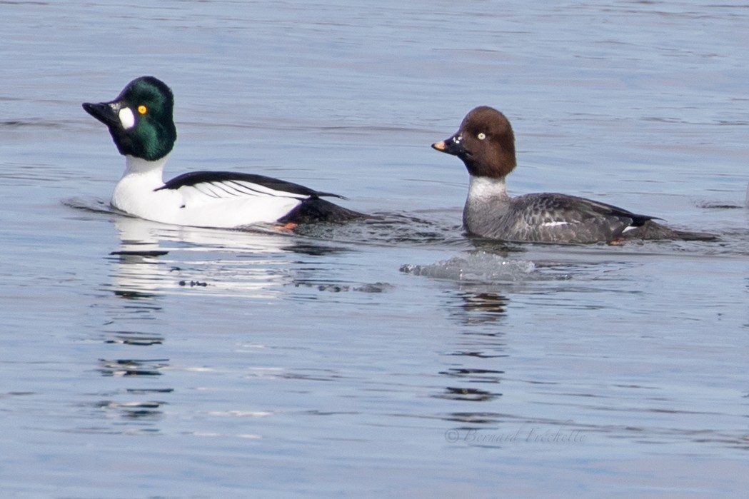 Common Goldeneye - Bernard Fréchette