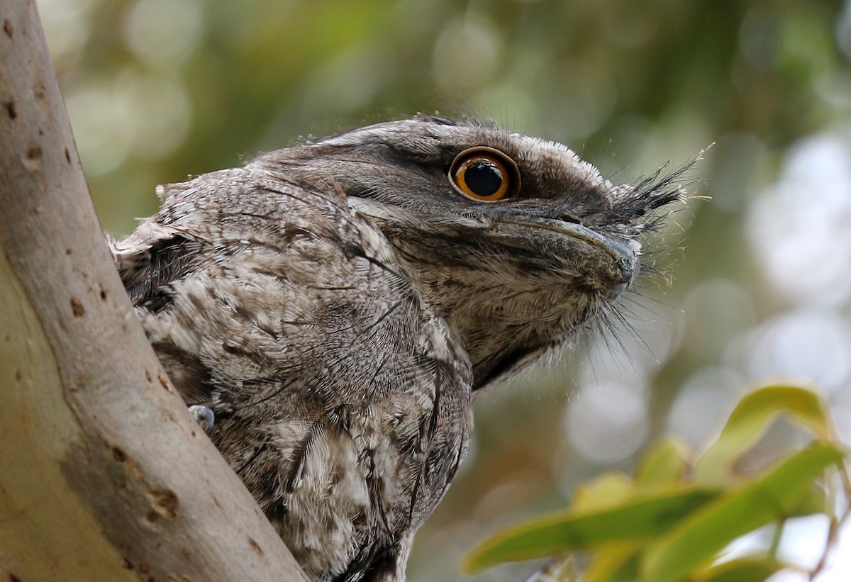 Tawny Frogmouth - ML550369211