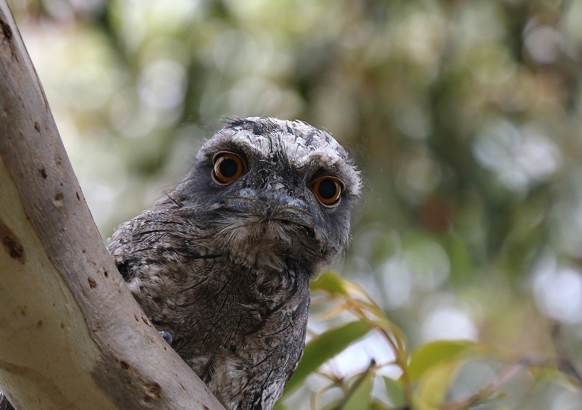 Tawny Frogmouth - ML550369221