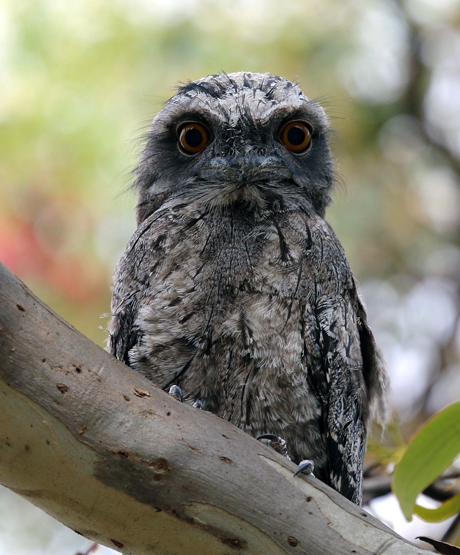 Tawny Frogmouth - ML550369231