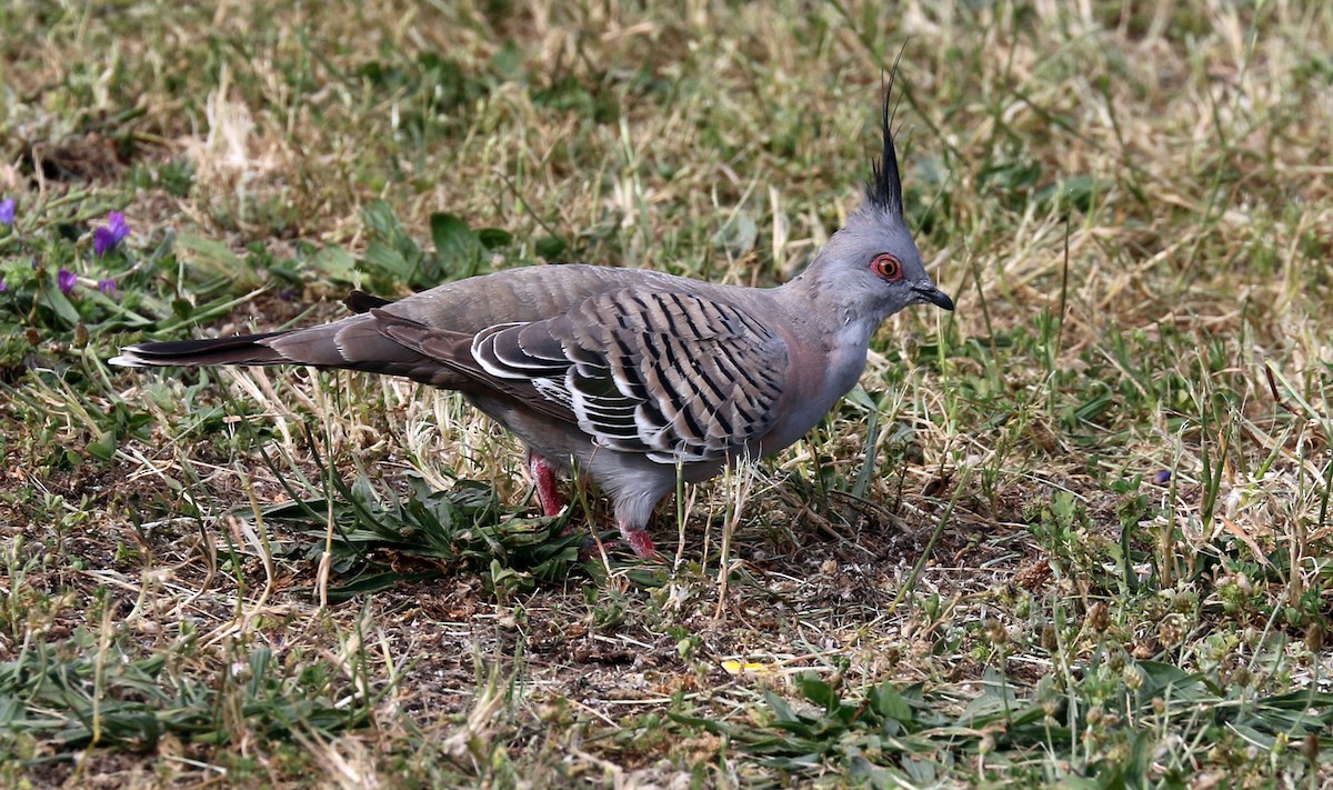 Crested Pigeon - ML550369711