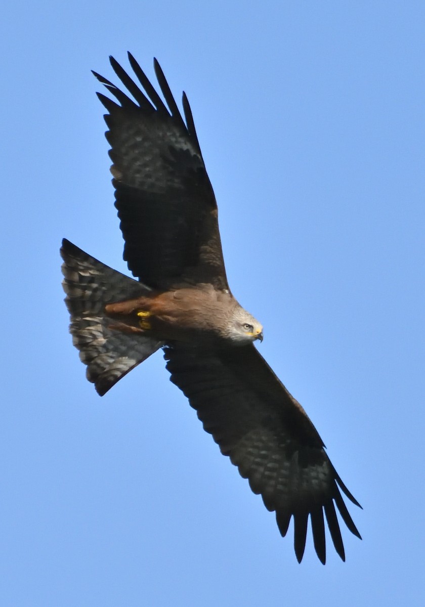 Black Kite - ML550369971