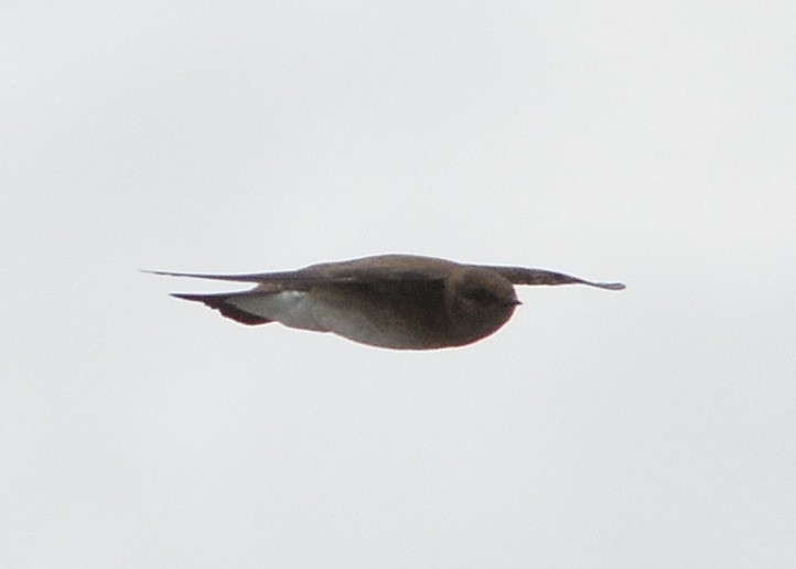 Golondrina Aserrada - ML55037261