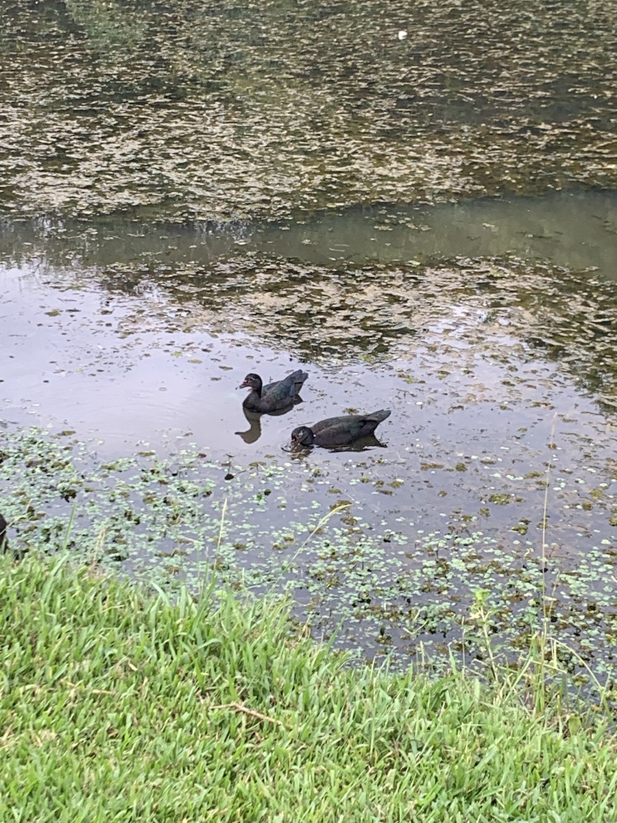 Muscovy Duck - ML550372871