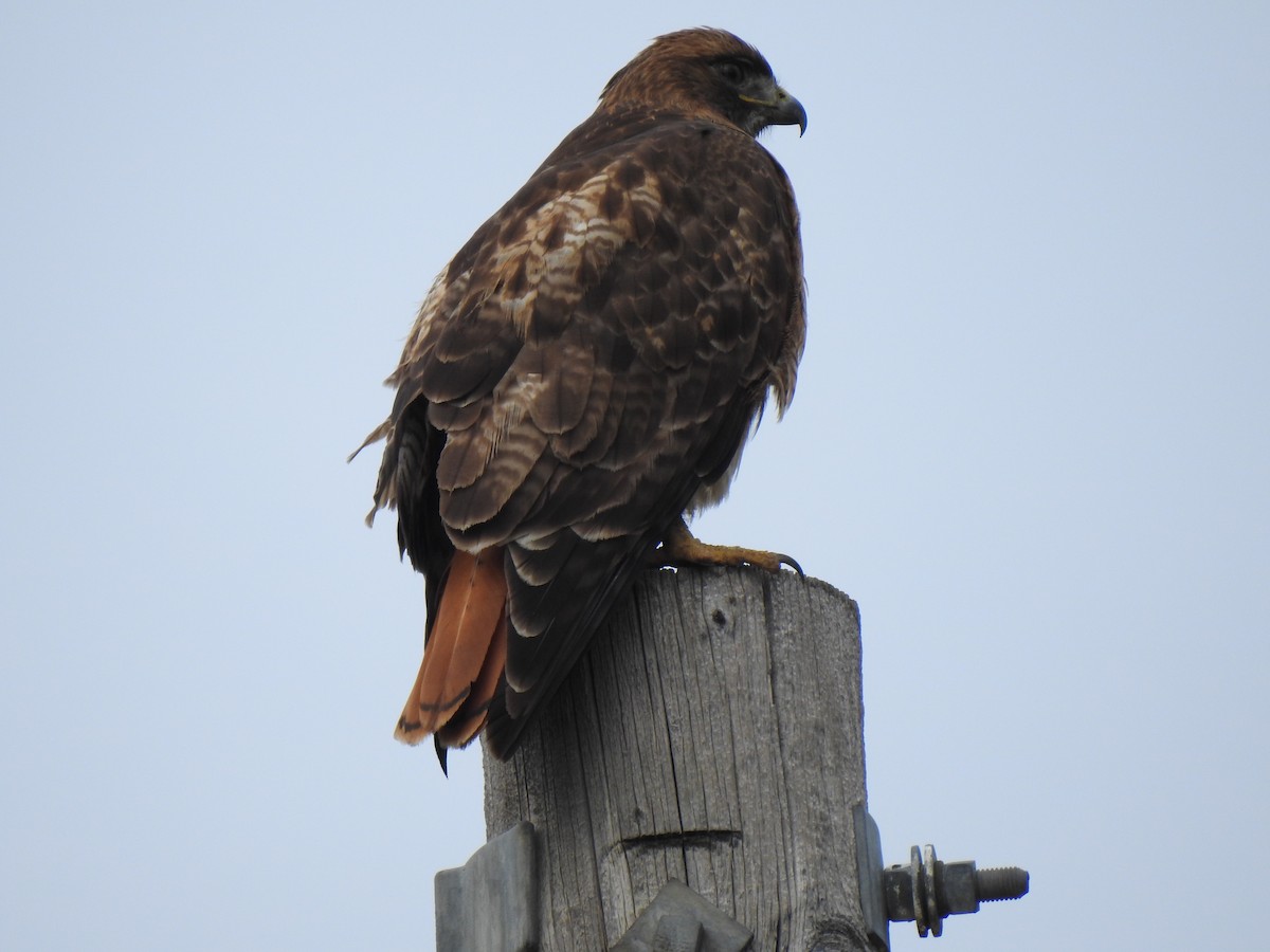Red-tailed Hawk - ML550372971