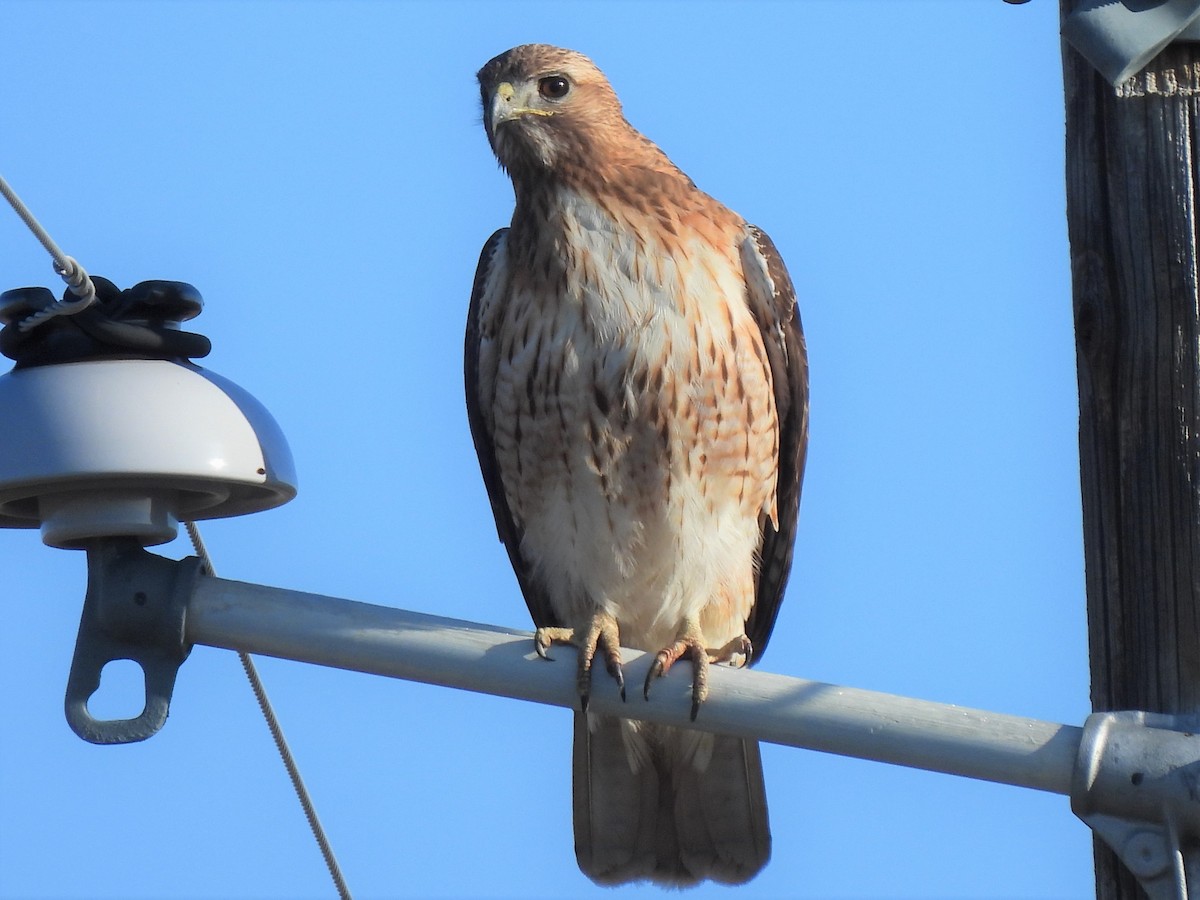 Red-tailed Hawk - ML550374291