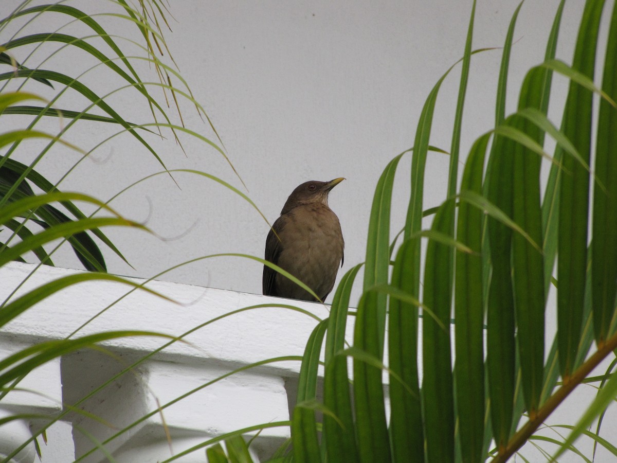 Brown Jay - Suzanne Maillé COHL