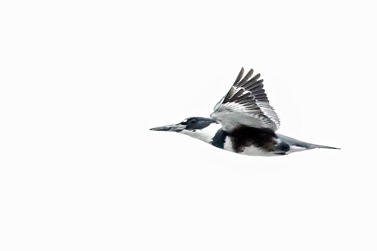 Belted Kingfisher - ML550378011