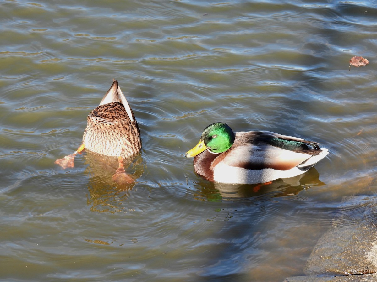 Canard colvert - ML550380101