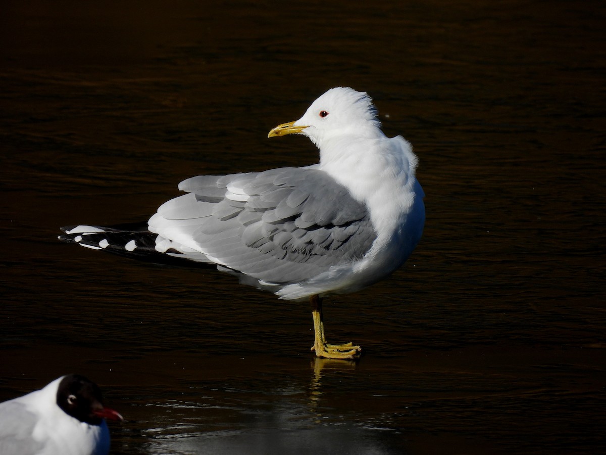 Common Gull - ML550380231