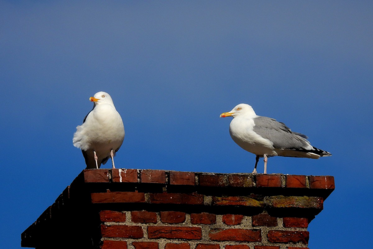 Herring Gull - ML550380341