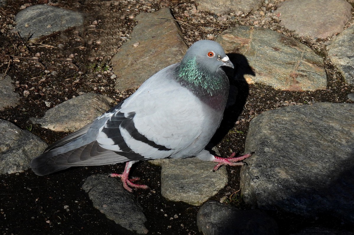 Rock Pigeon (Feral Pigeon) - ML550380851