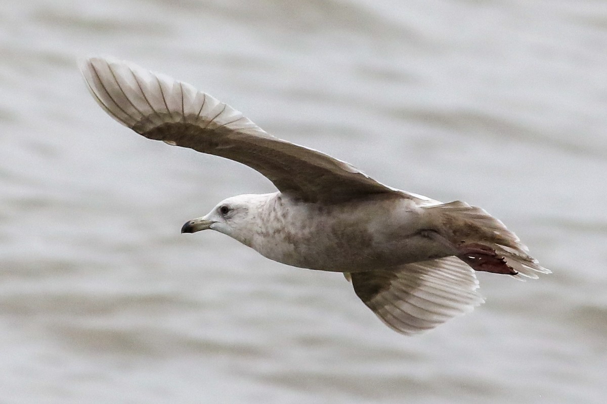 Iceland Gull - ML550381041