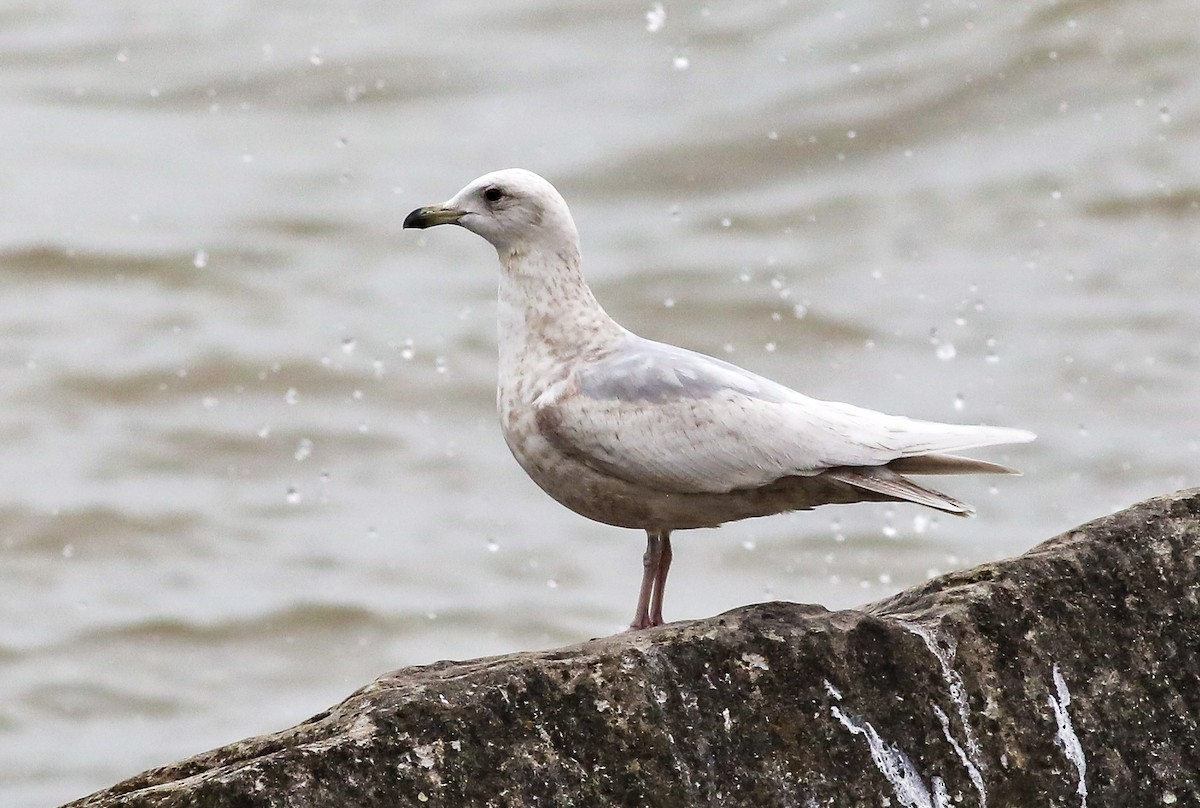 Iceland Gull - ML550381051