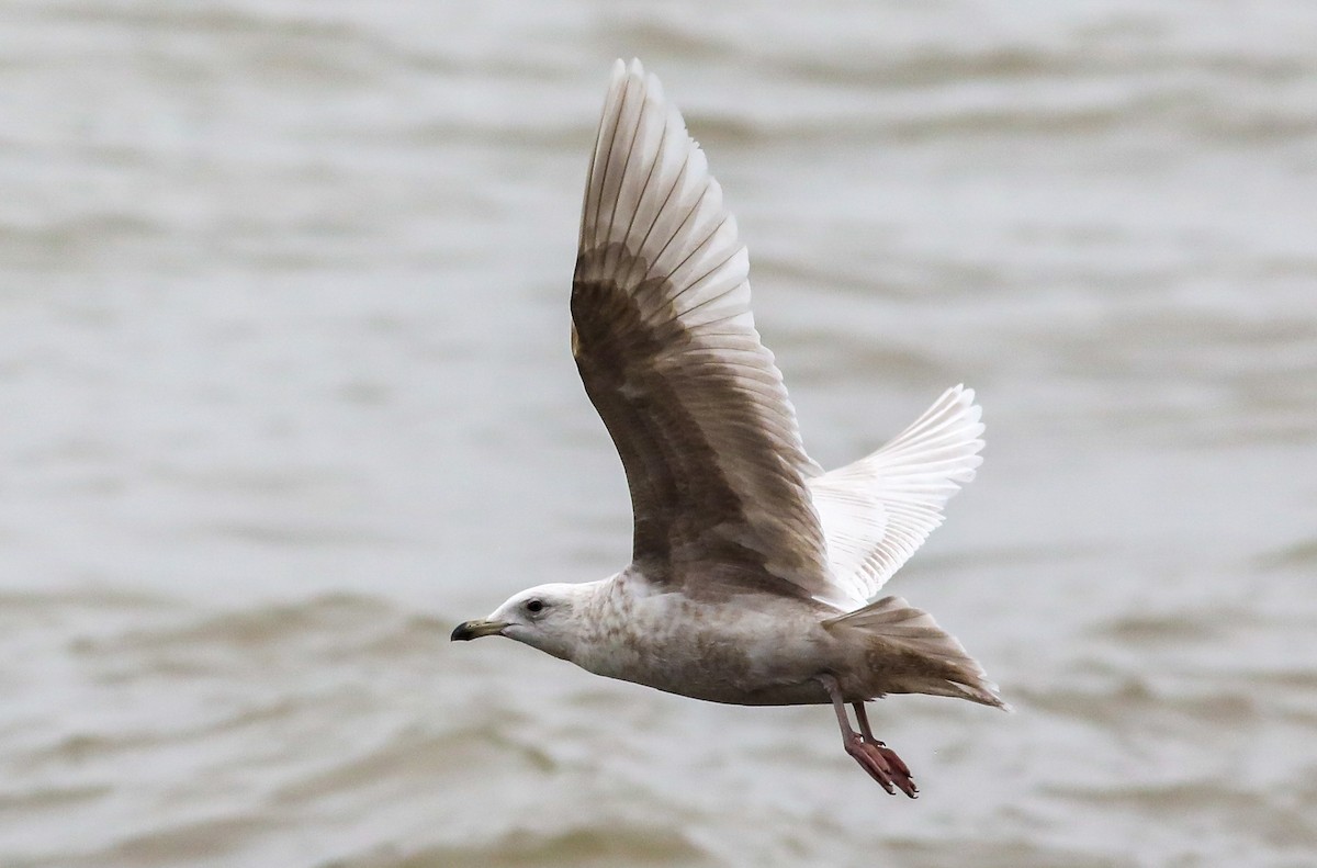 Iceland Gull - ML550381061