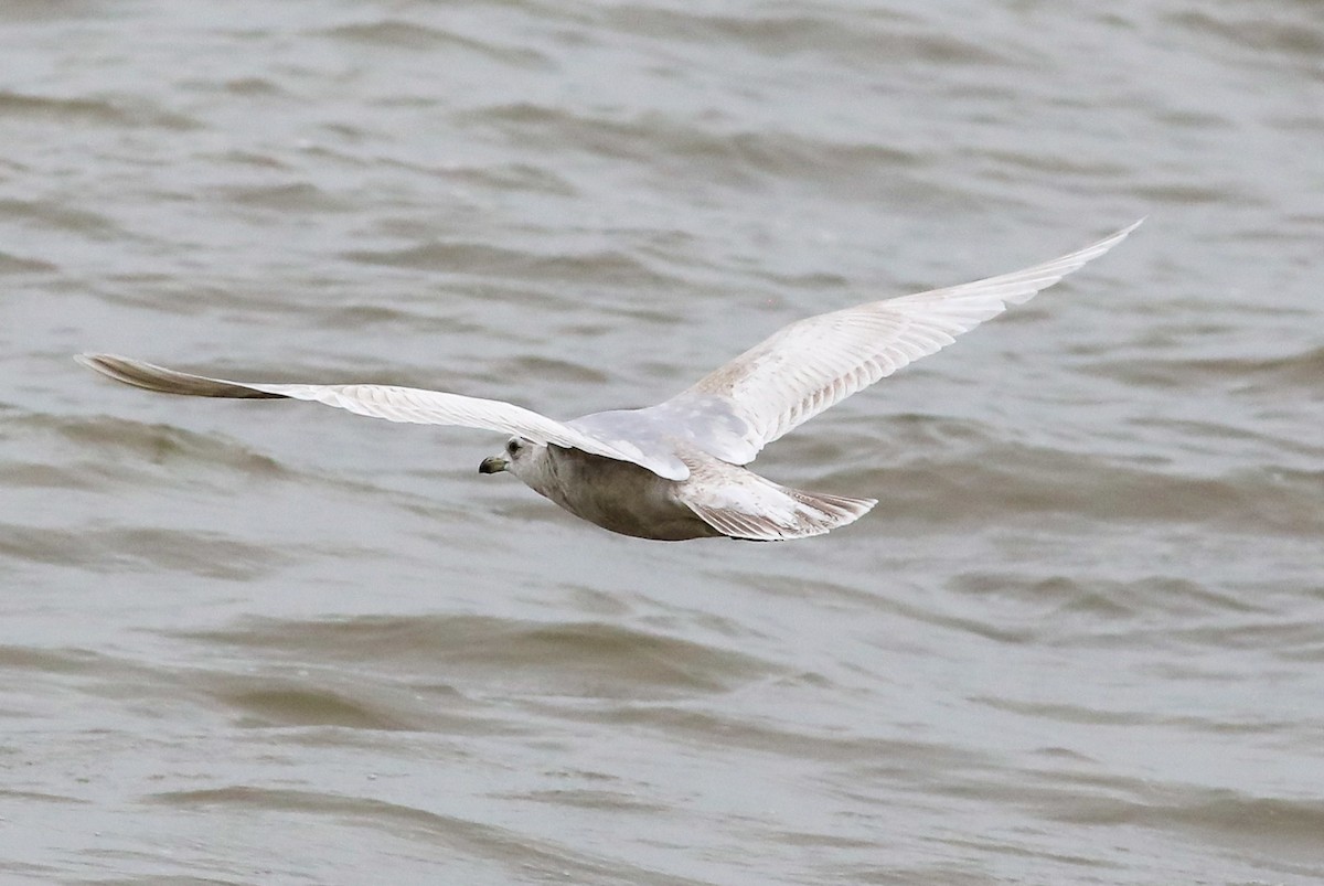 Iceland Gull - ML550381071