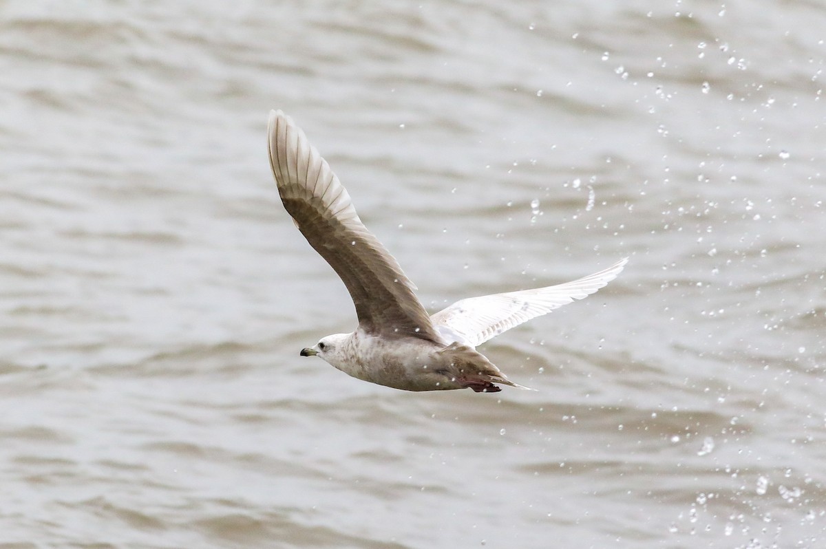 Iceland Gull - ML550381081