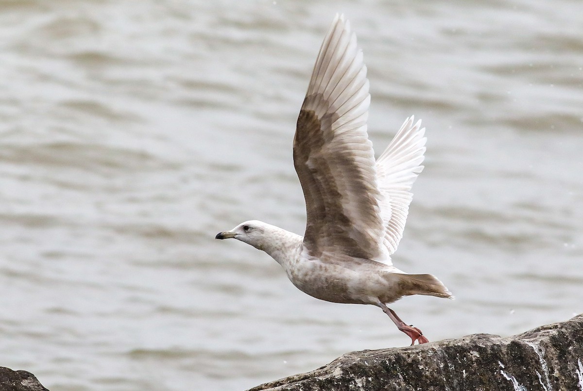 Iceland Gull - ML550381091