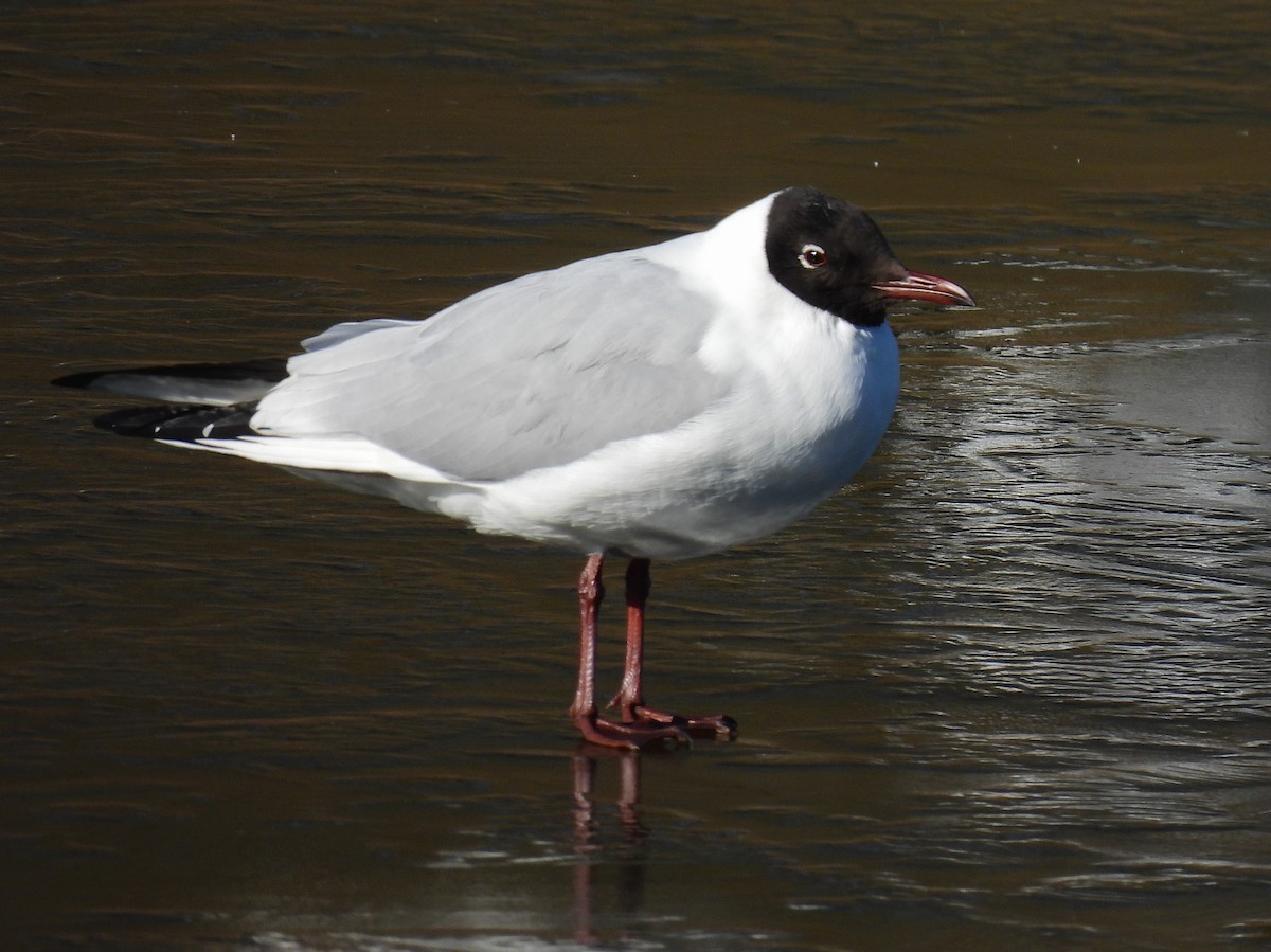 Black-headed Gull - John Sandve