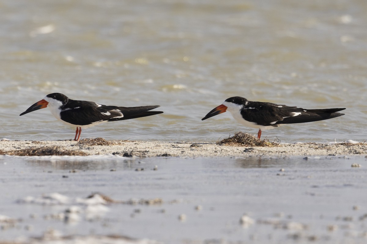 Black Skimmer - ML550381761