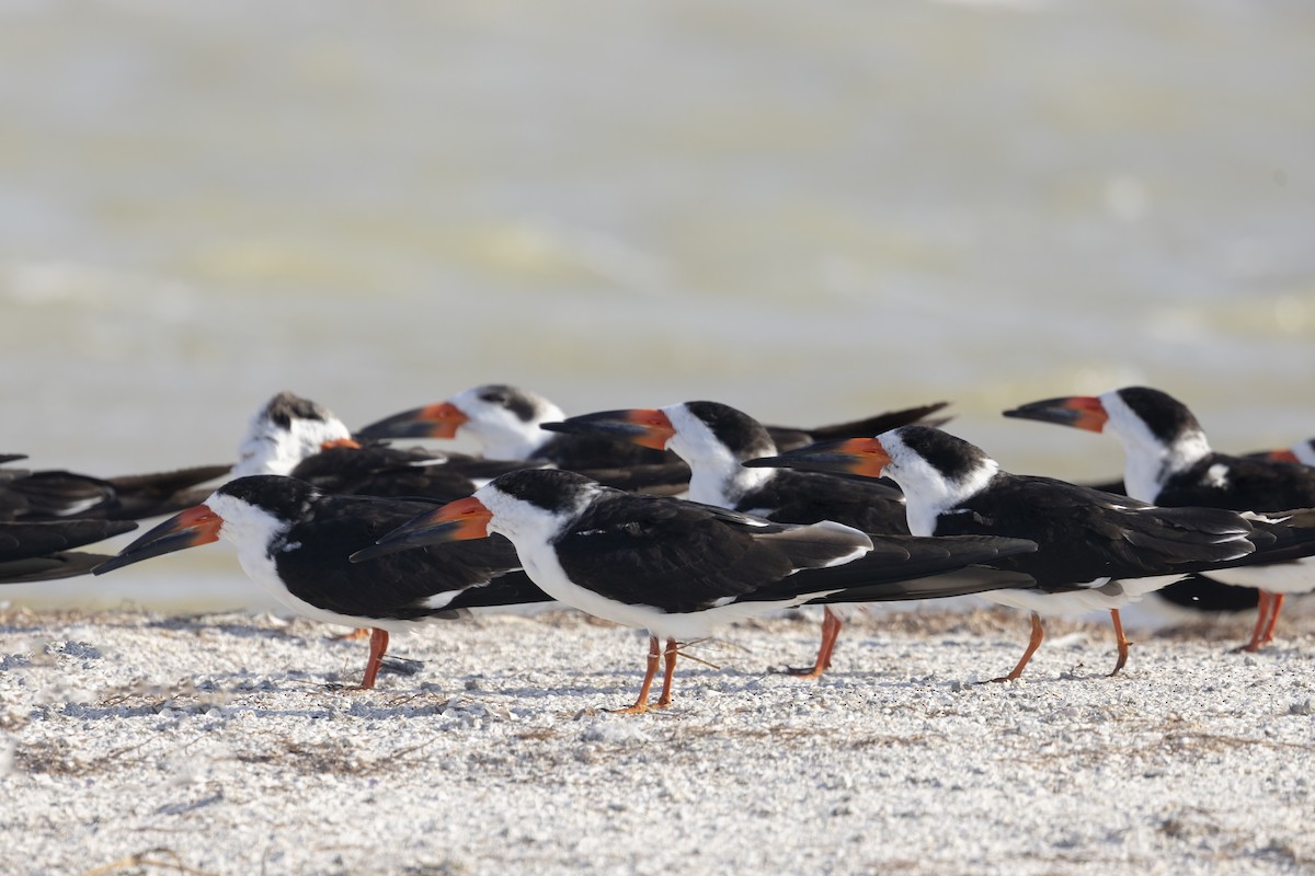 Black Skimmer - Matt Trevillion