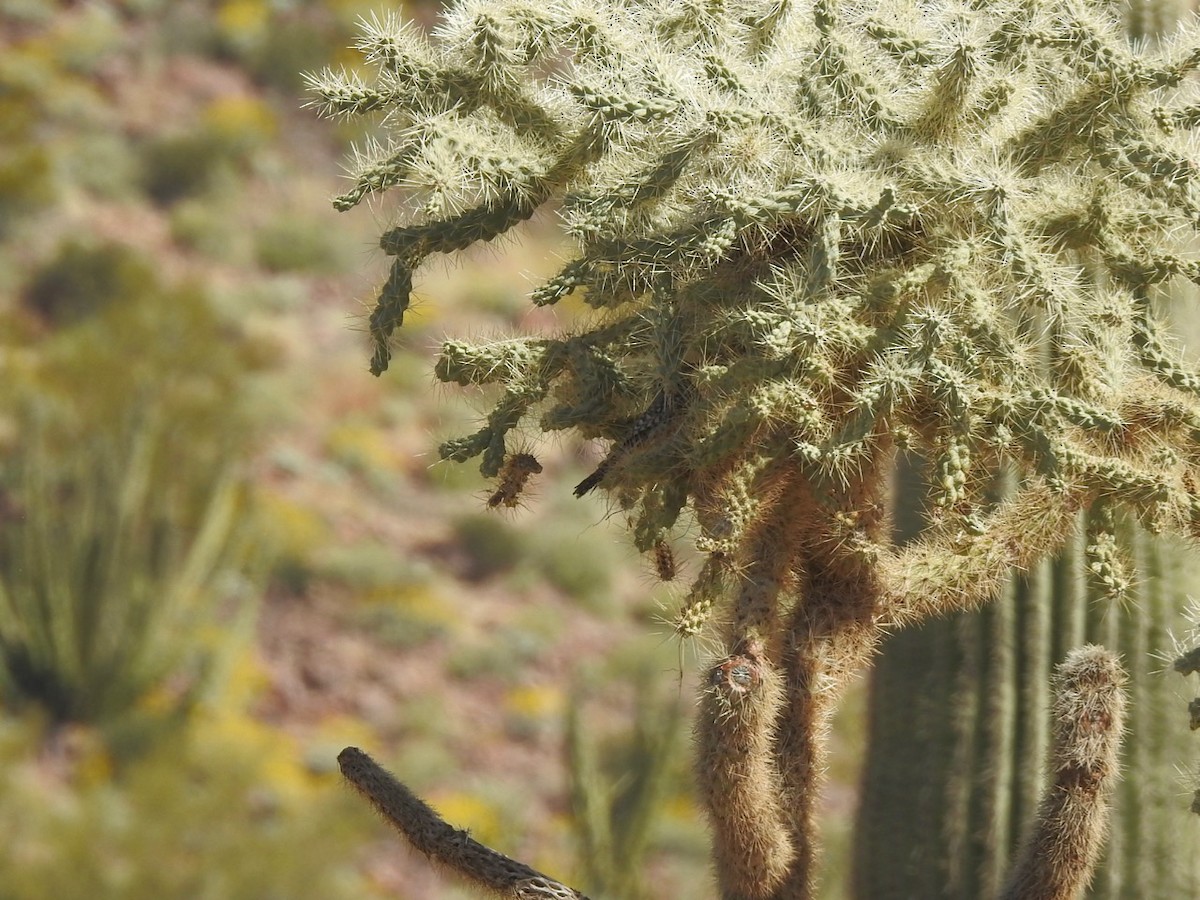 Cactus Wren - ML550383431