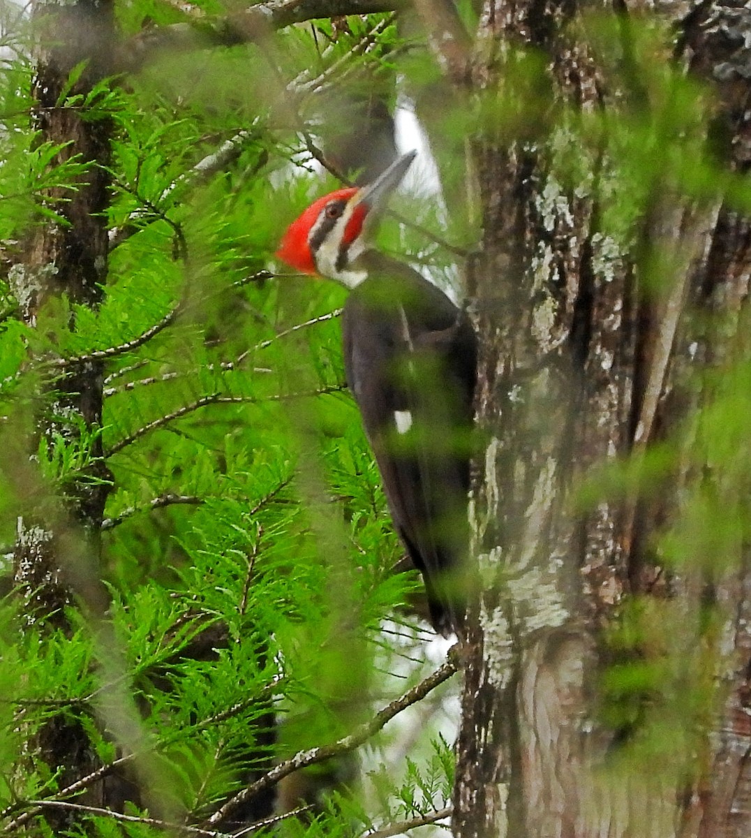Pileated Woodpecker - ML550383521